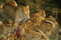 African Lion, panthera leo, Female with Cub eating Zebra, Masai Mara Park in Kenya Royalty Free Stock Photo