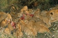 AFRICAN LION panthera leo, FEMALE WITH CUB ON A ZEBRA KILL, MASAI MARA PARK IN KENYA Royalty Free Stock Photo