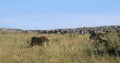 African Lion, panthera leo, Female hunting, Herd of Burchell Zebras, Tsavo Park in Kenya