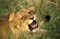 AFRICAN LION panthera leo, FEMALE SNARLING, KENYA Royalty Free Stock Photo