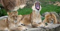 African Lion, panthera leo, Group with One Male and Females, yawning Royalty Free Stock Photo