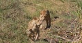 African Lion, panthera leo, Group in Savannah, Nairobi Park in Kenya Royalty Free Stock Photo