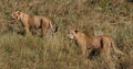 African Lion, panthera leo, Group in Savannah, Nairobi Park in Kenya Royalty Free Stock Photo