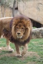 African Lion - Panthera leo