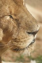 African Lion - Panthera leo