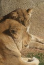 African Lion - Panthera leo