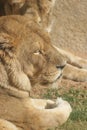 African Lion - Panthera leo