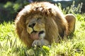 African Lion, panthera leo, Male licking its Paw Royalty Free Stock Photo