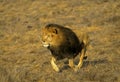 AFRICAN LION panthera leo, MALE RUNNING THROUGH SAVANNAH Royalty Free Stock Photo