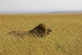 African Lion, panthera leo, Male in Savannah, Masai Mara Park in Kenya Royalty Free Stock Photo