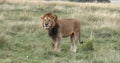 African Lion, panthera leo, Male walking through Savannah, Nairobi Park in Kenya Royalty Free Stock Photo