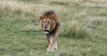 African Lion, panthera leo, Male walking through Savannah, Nairobi Park in Kenya Royalty Free Stock Photo