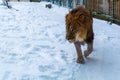 African lion Panthera leo male walking in a snowy environment Royalty Free Stock Photo