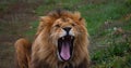 African Lion, panthera leo, Male yawning Royalty Free Stock Photo
