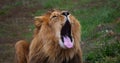 African Lion, panthera leo, Male yawning Royalty Free Stock Photo