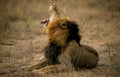 AFRICAN LION panthera leo, MALE YAWNING, KENYA Royalty Free Stock Photo