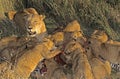 African Lion, panthera leo, Mother with Cub on a Kill, a Zebra Carcass, Masai Mara Park in Kenya Royalty Free Stock Photo