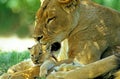 AFRICAN LION panthera leo, MOTHER LICKING BABY