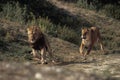 African Lion, panthera leo, Pair running