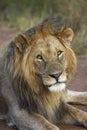 LION D`AFRIQUE panthera leo Royalty Free Stock Photo