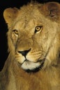 AFRICAN LION panthera leo, PORTRAIT OF YOUNG MALE Royalty Free Stock Photo
