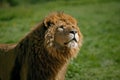 AFRICAN LION panthera leo, PORTRAIT OF YOUNG MALE Royalty Free Stock Photo