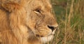 African Lion, panthera leo, Portrait of Young Male, Masai Mara Park in Kenya Royalty Free Stock Photo