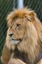 African Lion (Panthera leo) in a zoo