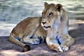 African Lion, Phoenix Zoo Arizona Center for Nature Conservation, Phoenix, Arizona, United States Royalty Free Stock Photo