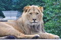 African Lion Royalty Free Stock Photo