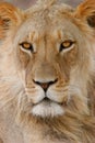 African lion portrait Royalty Free Stock Photo