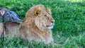 African lion portrait,close up Royalty Free Stock Photo