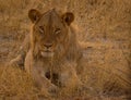 African lion portrait - jungle king eyes