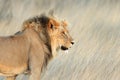 Portrait of a big male African lion, Kalahari desert, South Africa Royalty Free Stock Photo