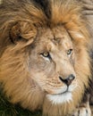 African lion portrait Royalty Free Stock Photo