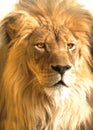 African lion portrait, panthera leo Royalty Free Stock Photo