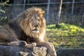 African Lion Resting on a Big Rock Royalty Free Stock Photo
