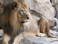 African Lion resting on rock Royalty Free Stock Photo