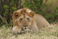 African Lion Resting