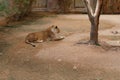 African lion resting in the shade on a hot day. A large predatory mammal Royalty Free Stock Photo