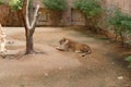 African lion resting in the shade on a hot day. A large predatory mammal Royalty Free Stock Photo