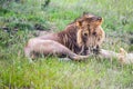 African lion is resting in the shade Royalty Free Stock Photo