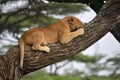 African lion resting in tree in natural park, Serengeti Royalty Free Stock Photo