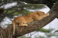 African lion resting in tree in natural park, Serengeti Royalty Free Stock Photo