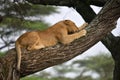 African lion resting in tree in natural park Royalty Free Stock Photo
