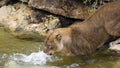 African lion in a river