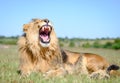 African Lion roar, lion male with manes Royalty Free Stock Photo