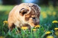African lion's whelp smelling flower Royalty Free Stock Photo