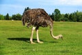 African Lion Safari - Canada's Original Safari Adventure Royalty Free Stock Photo