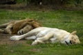 African lion scientific name panthera leo